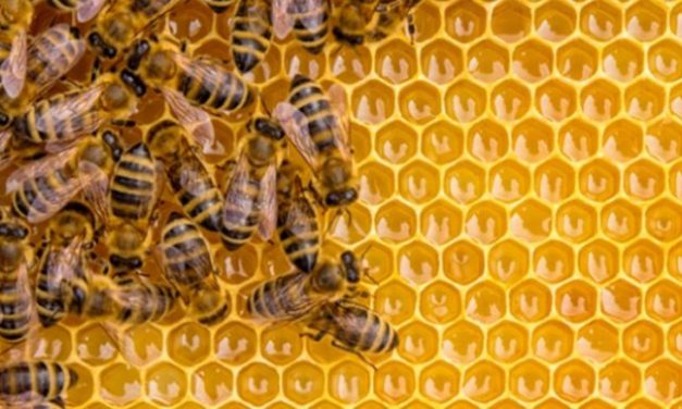 SESSION DE FORMATION EN APICULTURE : Les causes du prix élevé du miel à Mostaganem